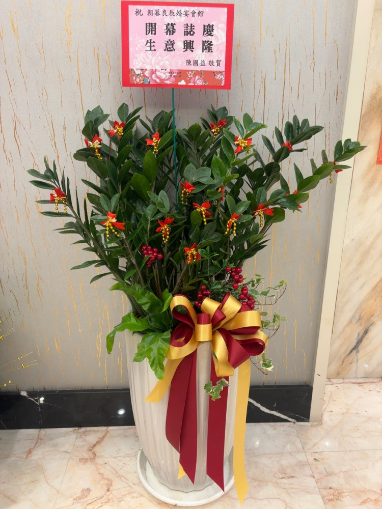 精選盆栽金錢樹(大)