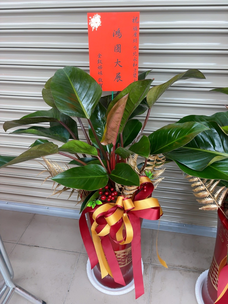 精選盆栽A帝王鑽(紅盆)