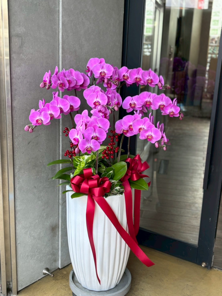 立盆型蘭花(八株) 粉色B