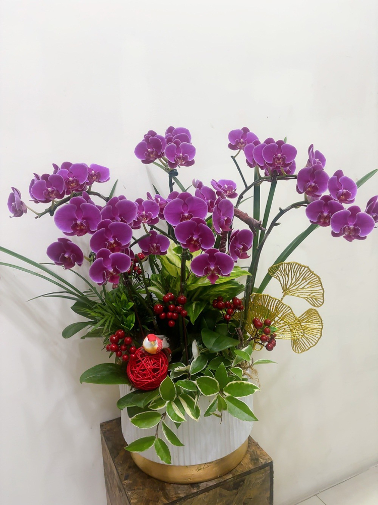 桌上型蘭花(大) 粉色D