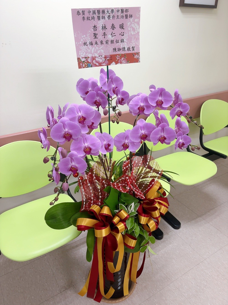 立盆型蘭花(五株) 粉色A