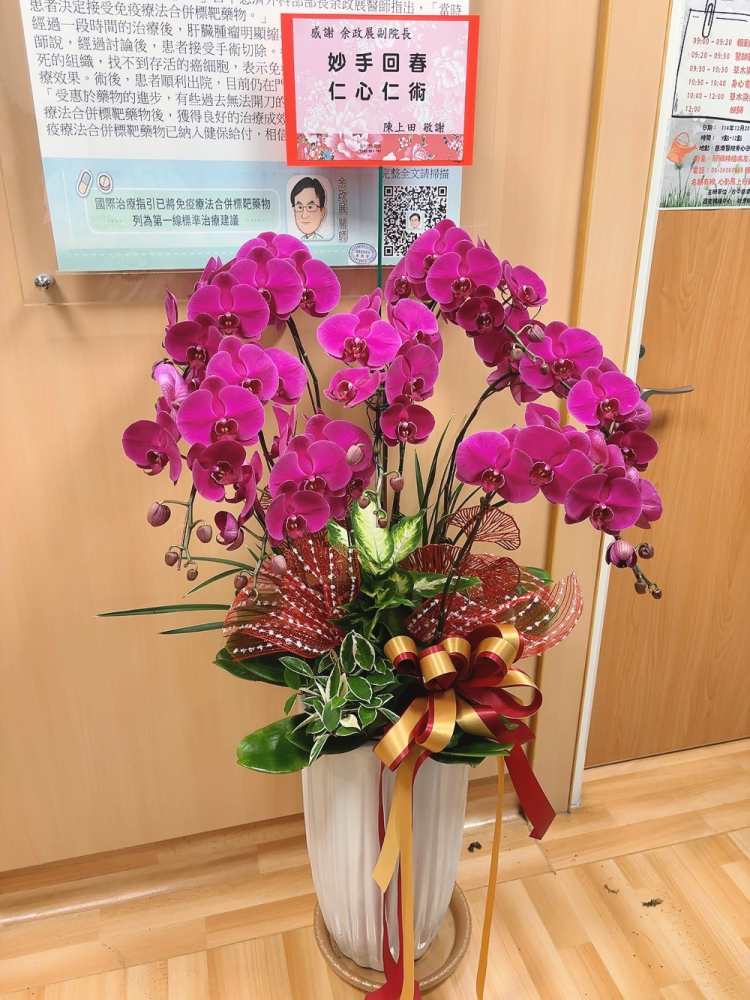 立盆型蘭花(七株) 粉色D