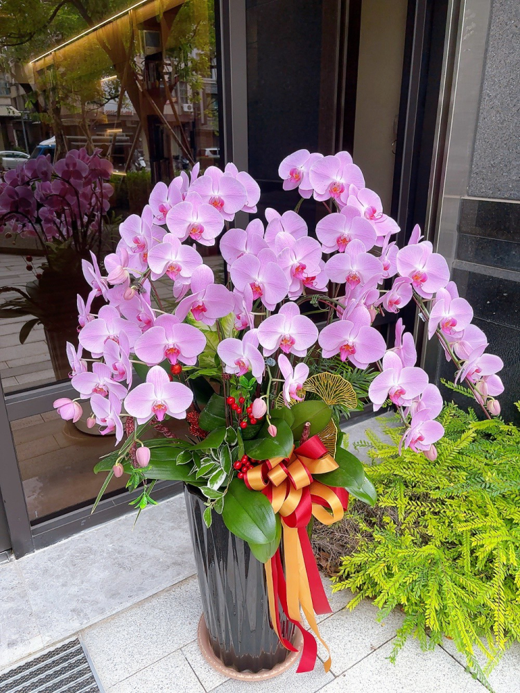 立盆型蘭花(七株) 粉色E