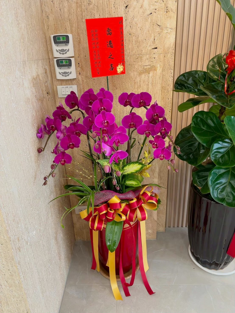 立盆型蘭花(六株) 粉色A