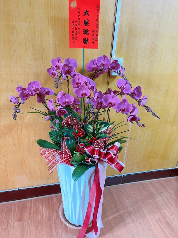 立盆型蘭花(七株) 粉色C