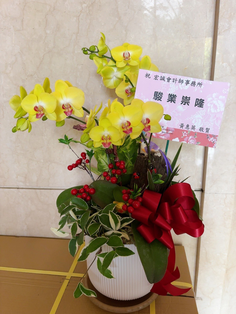 桌上型蘭花(中) 芥末黃A