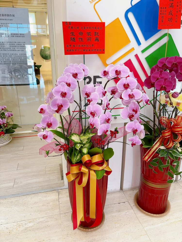 立盆型蘭花(六株) 粉色B