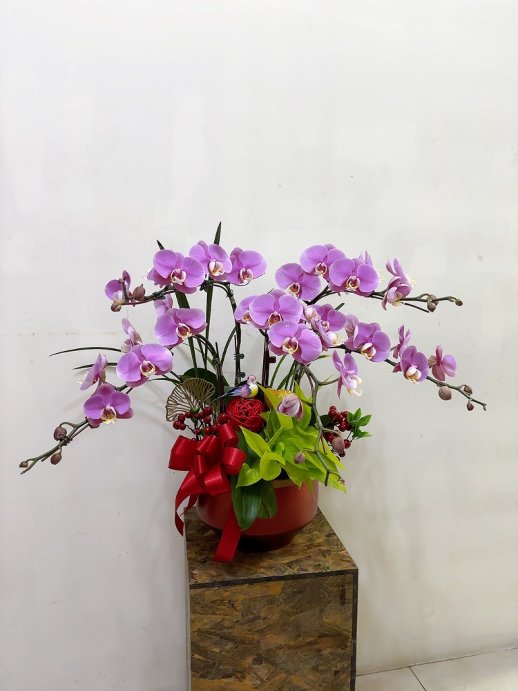 桌上型蘭花(中) 粉色A