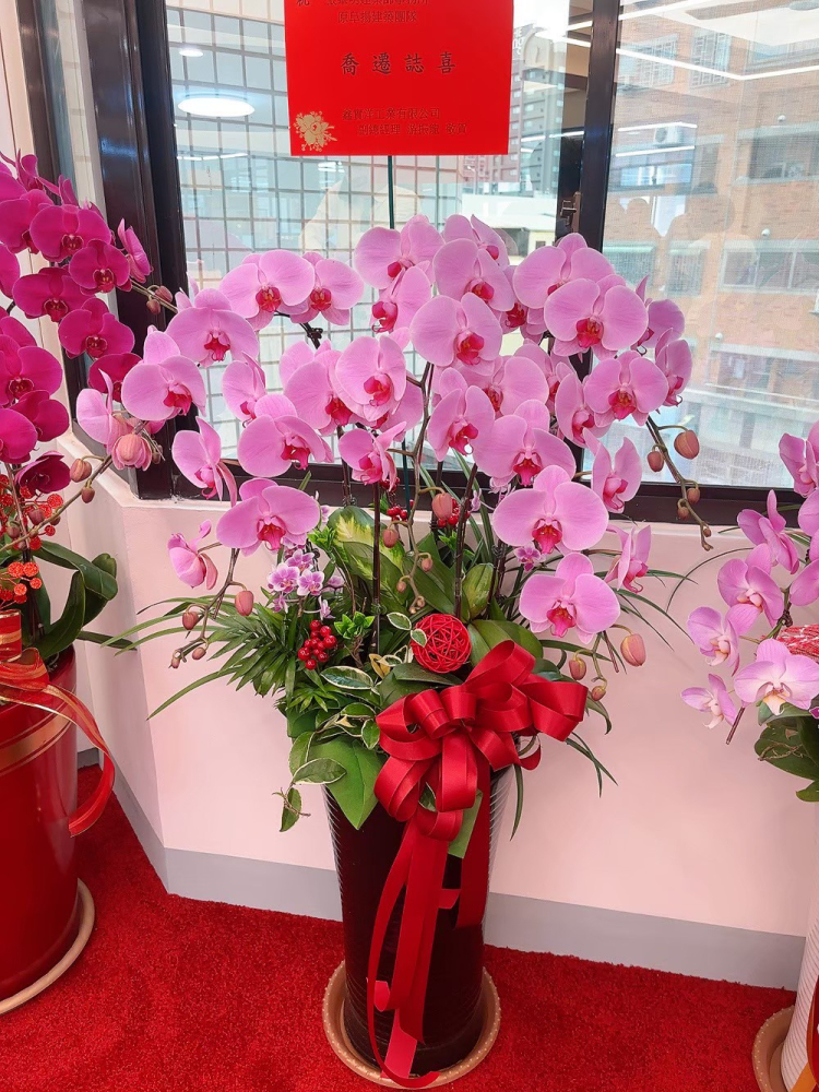 立盆型蘭花(七株) 粉色A