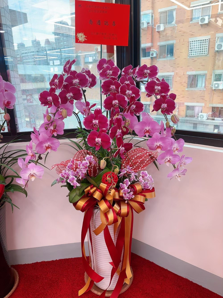 立盆型蘭花(八株) 粉色A