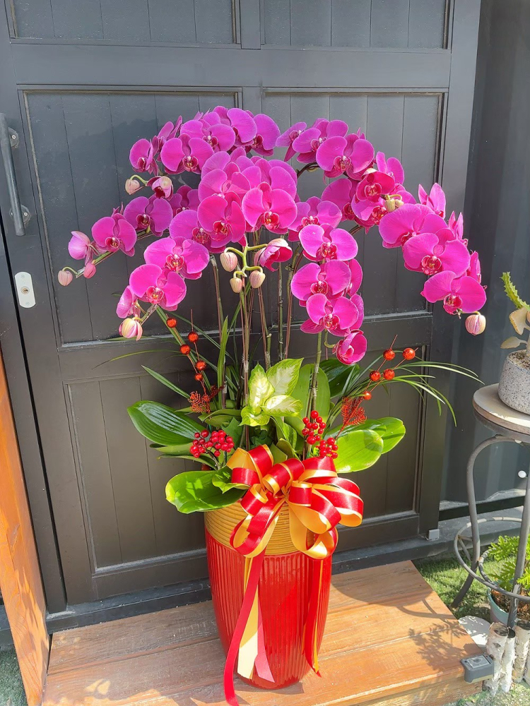 立盆型蘭花(七株) 粉色B