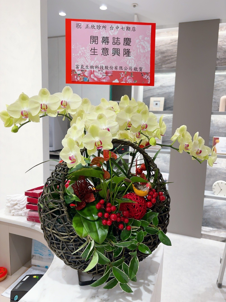 桌上型蘭花(中) 芥末黃B