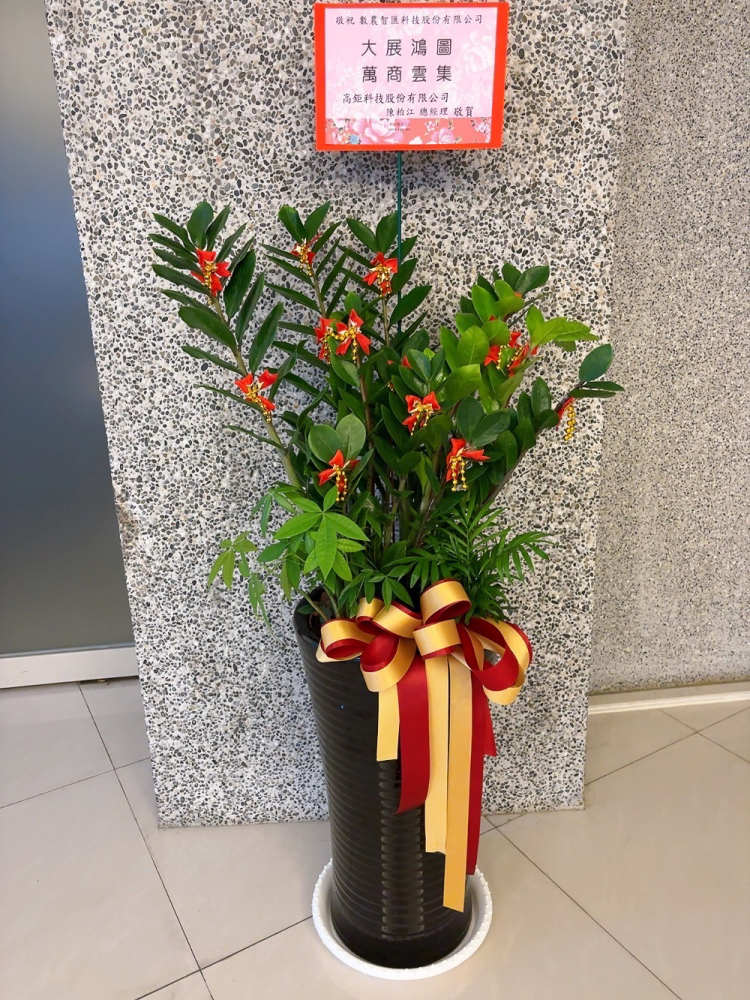 精選盆栽 L金錢樹盆栽