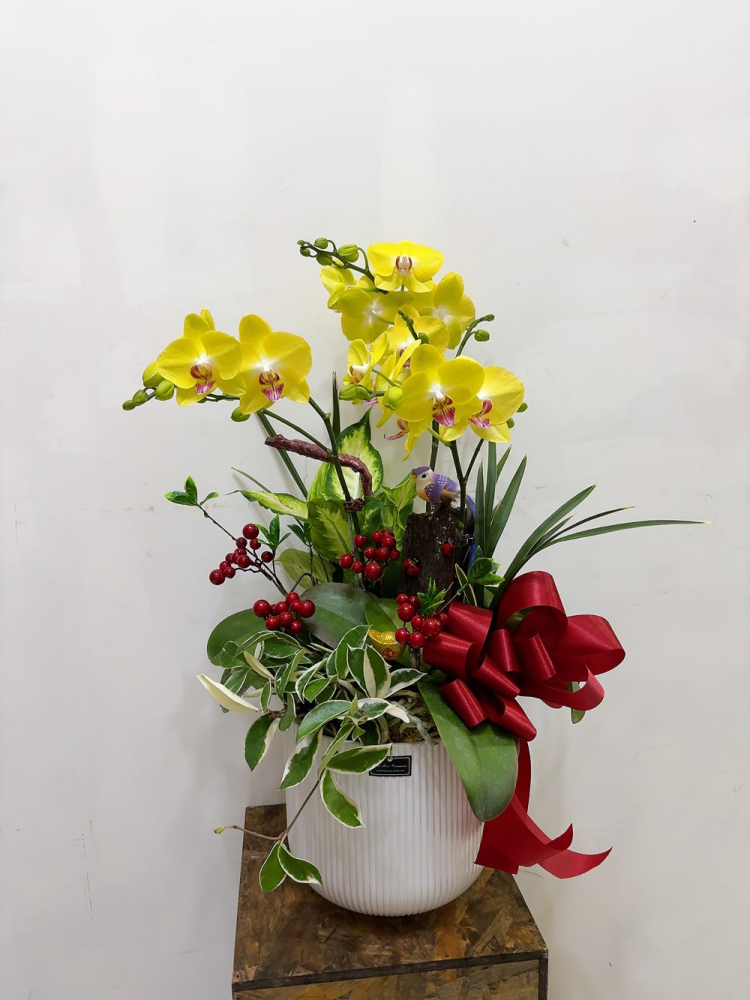 桌上型蘭花(小) 黃色A