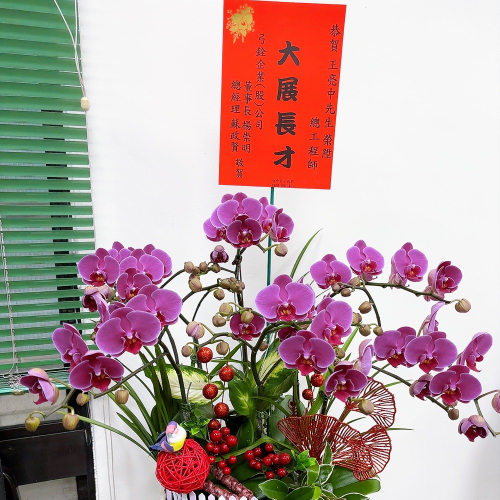 桌上型蘭花(大) 粉色C