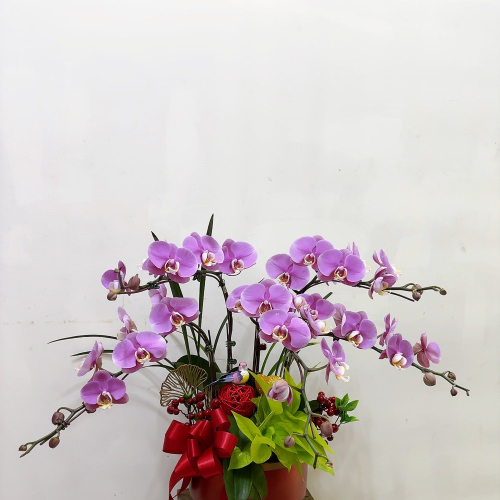 桌上型蘭花(中) 粉色A