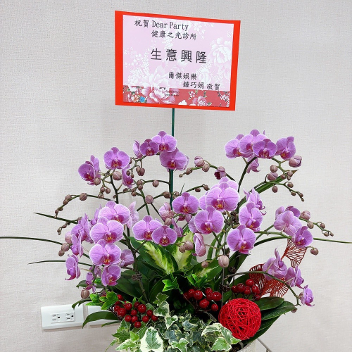 桌上型蘭花(大) 粉色A