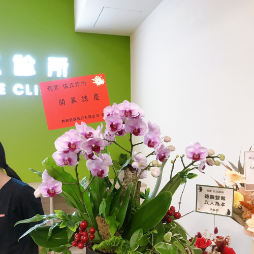 桌上型蘭花(中) 粉色B